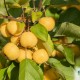 Măr ornamental Winter Gold C5